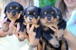 Rottweiler Pups Available(xxx)-xxx-xxxx