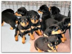 Protective and watchful Rottweiler puppies