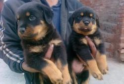 Trained Rottweiler Puppies Ready Now