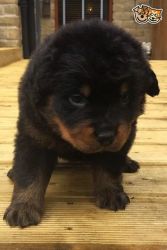 Huge Old Type Rotti Puppy for sale