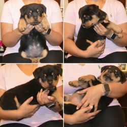 German Rottweiler Puppy for Sale!!! 10 week old Female