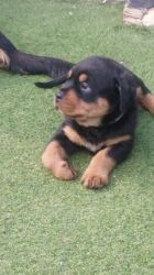 Nice AND ADORABLE MALE AND FEMALE ROTTWEILER FOR SALE