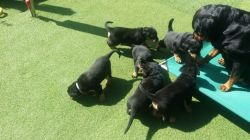 CUTE FEMALE AND MALE ROTTWEILER PUPPIES FOR SALE