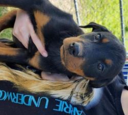 Friendly male and female rottweiler puppies for sale
