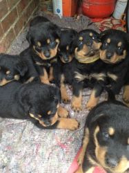 Kc Rottweiler Pup's for sale