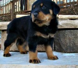 Quality Rottweiler puppies