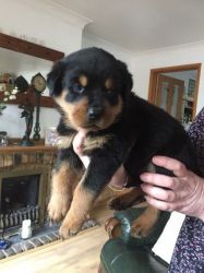 Stunning Kc Rottweiler Puppies Very Big Ready To View Today