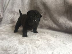 Black Shaded Shar Pei Puppy's For Sale