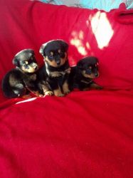 Rottweiler puppies..available!