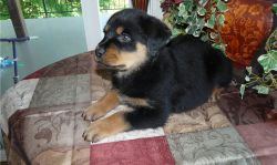 Kc Rottweiler Pups for adoption