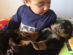 Rottweiler Pups ready for a New Home