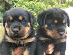 Rottwieler Puppies