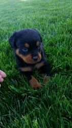 AKC rottweilers for sale