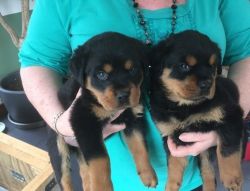 AKC Rottweiler Pup's Both Perants Family Pets