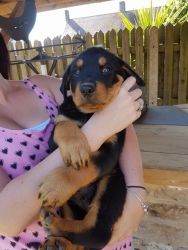 Kc Rottweiler Pup's available