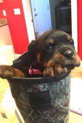Rottweiler puppies for sale