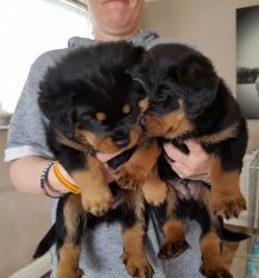 Take A Look At Our Beautiful Rottweiler Pups