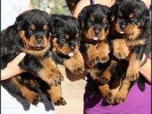 Beautiful Male and Female Rottweiler