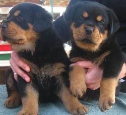 Rottweiler puppies ready for their forever homes.