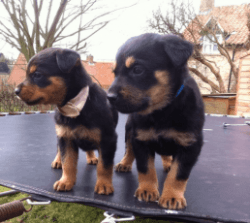 Energetic Rottweiler Puppies Available For Adoption