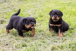 Rottweiler Puppies Kc Reg Full German