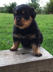 Healthy Rottweiler Bitch Pup For Sale