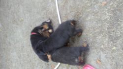 Rotts for sale by owner