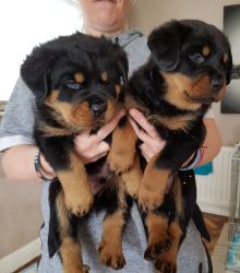 Chunky Pure Bred Rottweiler Pups For Sale!