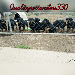 Akc registered german rottweiler puppies for sale