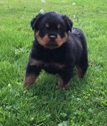 Rottweiler Pup For Sale