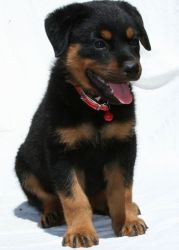 Top Family Raised Pure Bred Rottweiler Puppies