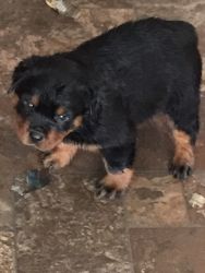 EXCELLENT quality german rottweiler ( female pup ).