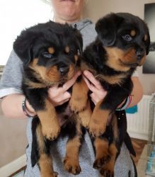 Lovely Rottweiler pups for sale,