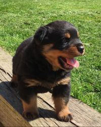 Rottie Pups Ready Now !