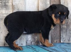 Pedigree German Rottweiler puppies For Sale