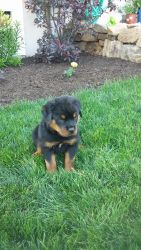 cute rottweiler puppies for sale