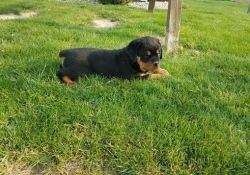 Amazing strong German Rottweiler For Sale