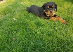 strong German Rottweiler For Sale