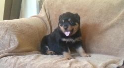 nice looking Rottweiler for sale