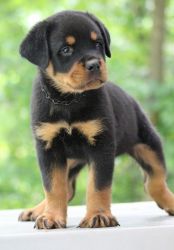 Well Socialized German Rottweiler Puppies For Lovely Homes
