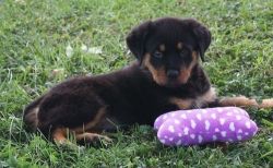 Healthy German Rottweiler Puppies For Sale
