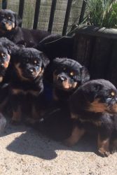Look At Our Beautiful Rottweiler Pups