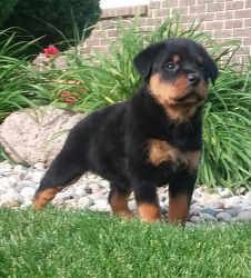 Lovely Rottweiler puppies for urgent adoption.