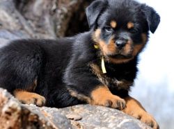 Adorable German Rottweiler puppies