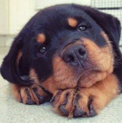 Cute Rottweiler Puppies For Sale