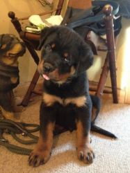 Akc Rottweiler Puppies For Sale