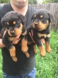 Rottweiler Pups ready for sale
