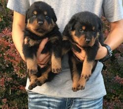 Superior Quality Rottweiler Puppies Available Now