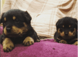 Rottweiler Puppies 2 Females Remain Available