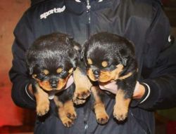 Male and female Rottweiler puppies for pet lovers. (xxx) xxx-xxx0